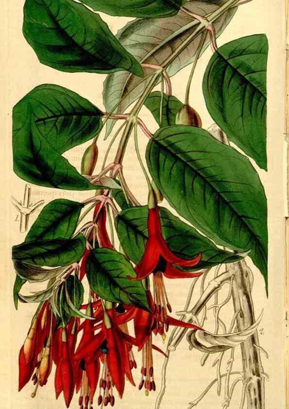 Reproducción/Reproduction 34405840944: Curtis's botanical magazine.. London ; New York [etc.] :Academic Press [etc.]