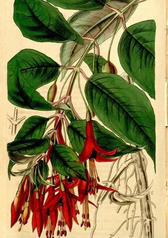 Reproducción/Reproduction 34405840944: Curtis's botanical magazine.. London ; New York [etc.] :Academic Press [etc.]