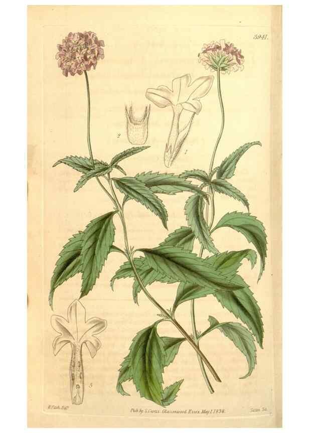 Reproducción/Reproduction 35210001806: Curtis's botanical magazine.. London ; New York [etc.] :Academic Press [etc.]