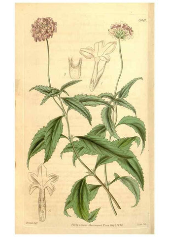 Reproducción/Reproduction 35210001806: Curtis's botanical magazine.. London ; New York [etc.] :Academic Press [etc.]