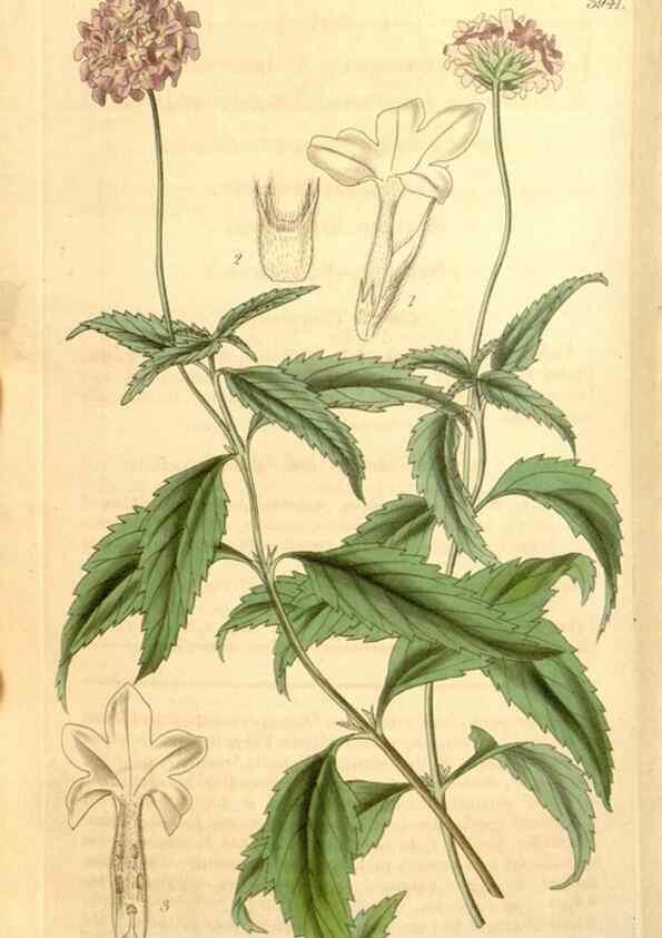 Reproducción/Reproduction 35210001806: Curtis's botanical magazine.. London ; New York [etc.] :Academic Press [etc.]