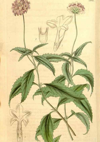 Reproducción/Reproduction 35210001806: Curtis's botanical magazine.. London ; New York [etc.] :Academic Press [etc.]