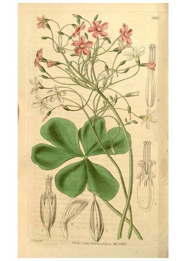 Reproducción/Reproduction 35120102281: Curtis's botanical magazine.. London ; New York [etc.] :Academic Press [etc.]
