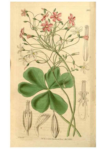 Reproducción/Reproduction 35120102281: Curtis's botanical magazine.. London ; New York [etc.] :Academic Press [etc.]