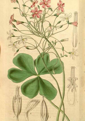 Reproducción/Reproduction 35120102281: Curtis's botanical magazine.. London ; New York [etc.] :Academic Press [etc.]