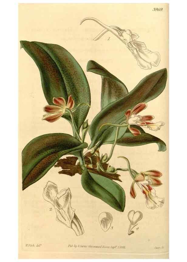 Reproducción/Reproduction 34862951810: Curtis's botanical magazine.. London ; New York [etc.] :Academic Press [etc.]