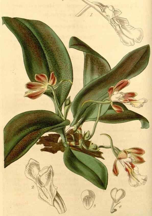 Reproducción/Reproduction 34862951810: Curtis's botanical magazine.. London ; New York [etc.] :Academic Press [etc.]