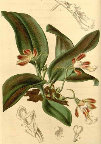 Reproducción/Reproduction 34862951810: Curtis's botanical magazine.. London ; New York [etc.] :Academic Press [etc.]