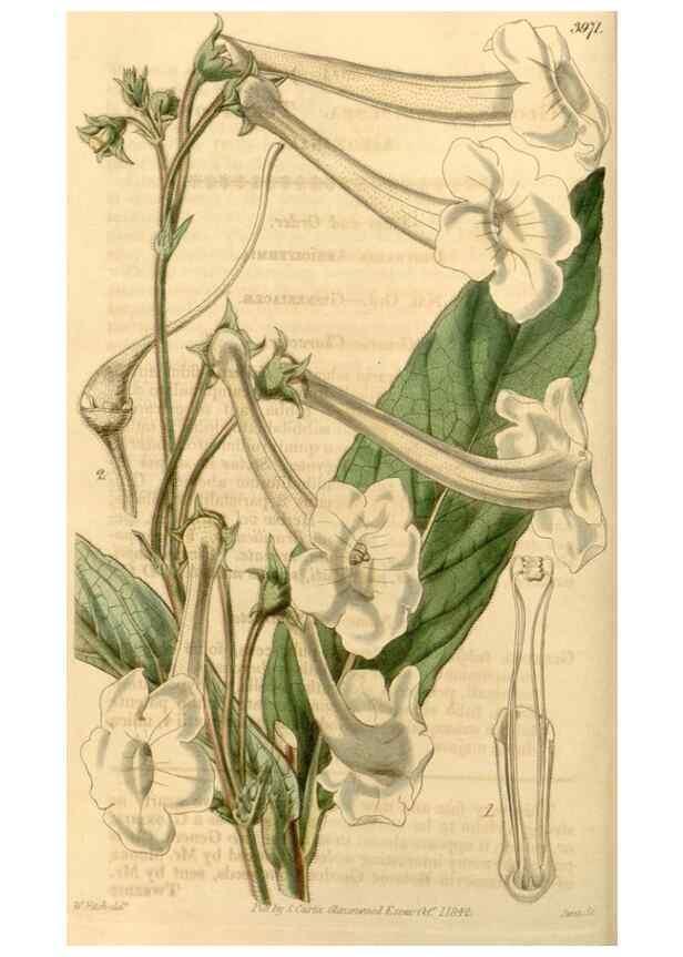 Reproducción/Reproduction 35210147466: Curtis's botanical magazine.. London ; New York [etc.] :Academic Press [etc.]