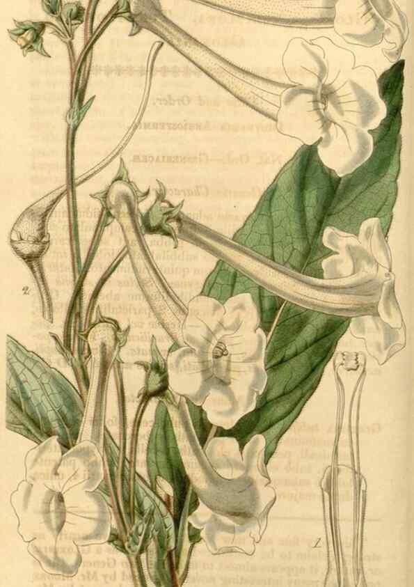 Reproducción/Reproduction 35210147466: Curtis's botanical magazine.. London ; New York [etc.] :Academic Press [etc.]