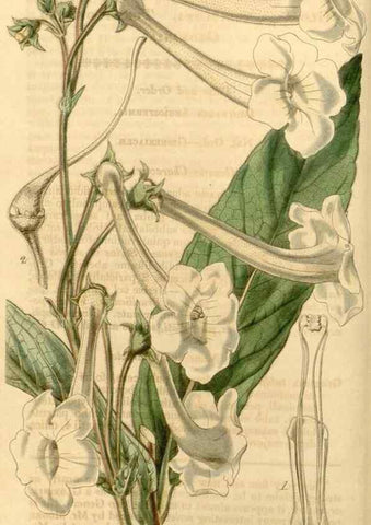 Reproducción/Reproduction 35210147466: Curtis's botanical magazine.. London ; New York [etc.] :Academic Press [etc.]