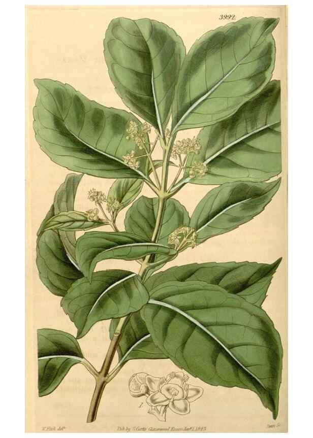 Reproducción/Reproduction 34441108623: Curtis's botanical magazine.. London ; New York [etc.] :Academic Press [etc.]