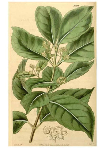 Reproducción/Reproduction 34441108623: Curtis's botanical magazine.. London ; New York [etc.] :Academic Press [etc.]