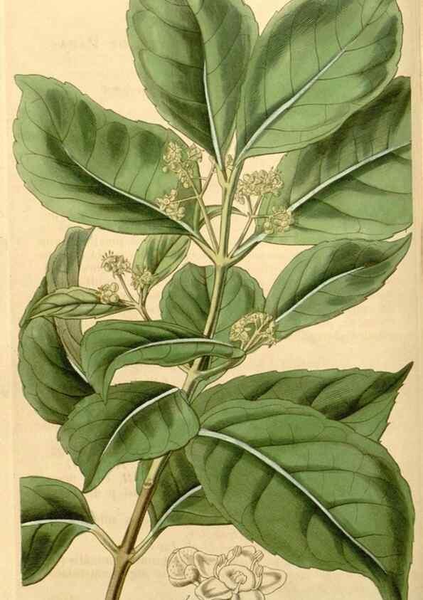 Reproducción/Reproduction 34441108623: Curtis's botanical magazine.. London ; New York [etc.] :Academic Press [etc.]