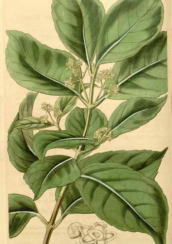 Reproducción/Reproduction 34441108623: Curtis's botanical magazine.. London ; New York [etc.] :Academic Press [etc.]