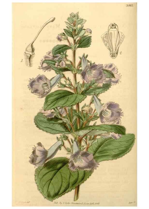 Reproducción/Reproduction 35210202016: Curtis's botanical magazine.. London ; New York [etc.] :Academic Press [etc.]