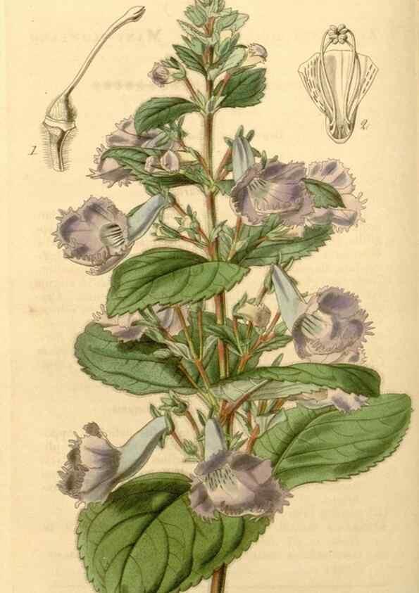 Reproducción/Reproduction 35210202016: Curtis's botanical magazine.. London ; New York [etc.] :Academic Press [etc.]