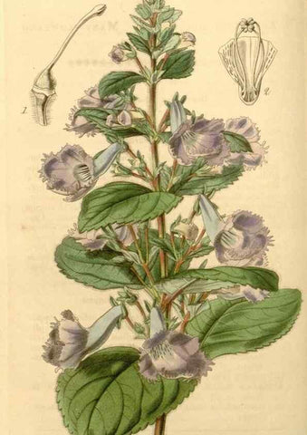 Reproducción/Reproduction 35210202016: Curtis's botanical magazine.. London ; New York [etc.] :Academic Press [etc.]