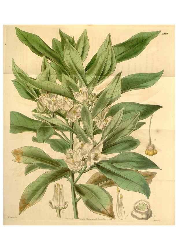 Reproducción/Reproduction 34406030294: Curtis's botanical magazine.. London ; New York [etc.] :Academic Press [etc.]