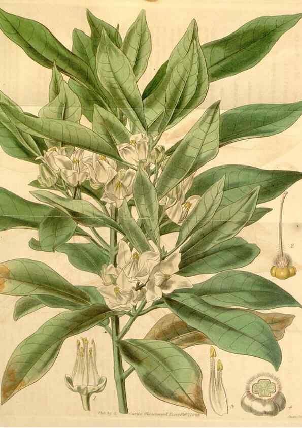 Reproducción/Reproduction 34406030294: Curtis's botanical magazine.. London ; New York [etc.] :Academic Press [etc.]