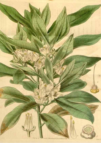 Reproducción/Reproduction 34406030294: Curtis's botanical magazine.. London ; New York [etc.] :Academic Press [etc.]