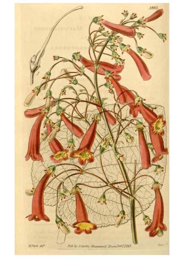 Reproducción/Reproduction 35084696482: Curtis's botanical magazine.. London ; New York [etc.] :Academic Press [etc.]