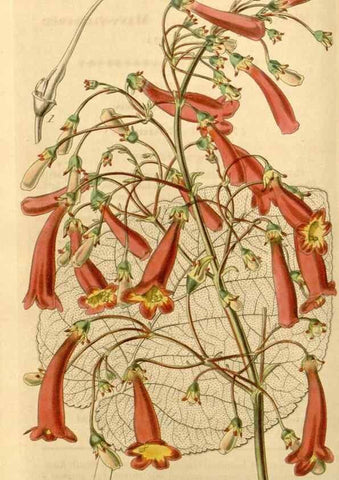 Reproducción/Reproduction 35084696482: Curtis's botanical magazine.. London ; New York [etc.] :Academic Press [etc.]