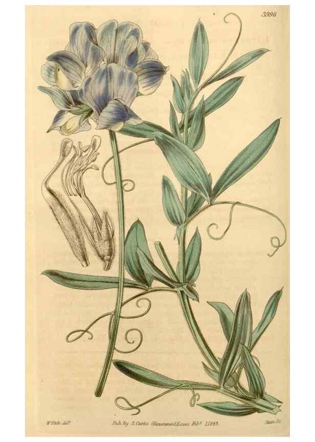Reproducción/Reproduction 35249965645: Curtis's botanical magazine.. London ; New York [etc.] :Academic Press [etc.]