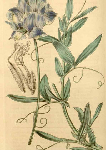 Reproducción/Reproduction 35249965645: Curtis's botanical magazine.. London ; New York [etc.] :Academic Press [etc.]