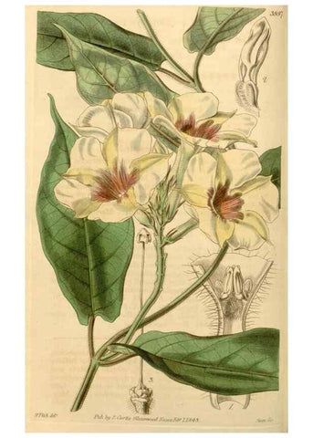 Reproducción/Reproduction 35084699252: Curtis's botanical magazine.. London ; New York [etc.] :Academic Press [etc.]