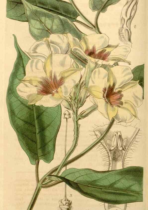 Reproducción/Reproduction 35084699252: Curtis's botanical magazine.. London ; New York [etc.] :Academic Press [etc.]