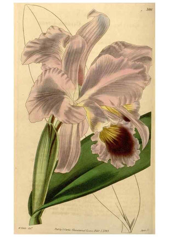 Reproducción/Reproduction 35084701182: Curtis's botanical magazine.. London ; New York [etc.] :Academic Press [etc.]