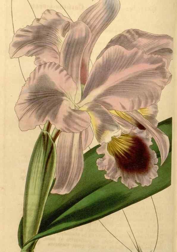 Reproducción/Reproduction 35084701182: Curtis's botanical magazine.. London ; New York [etc.] :Academic Press [etc.]