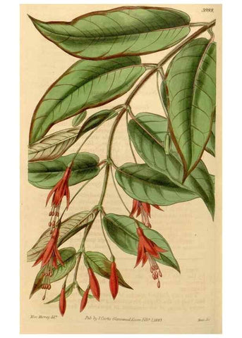 Reproducción/Reproduction 35084703532: Curtis's botanical magazine.. London ; New York [etc.] :Academic Press [etc.]