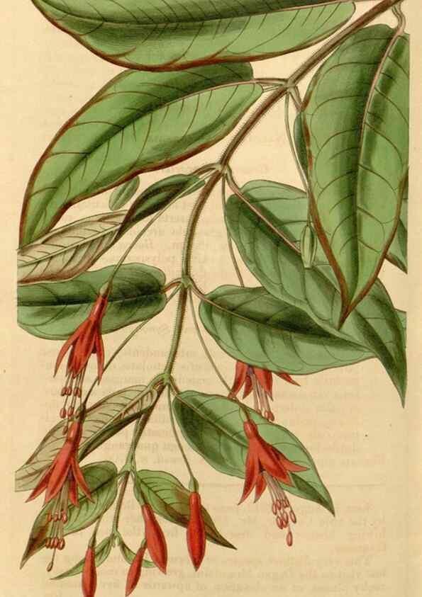 Reproducción/Reproduction 35084703532: Curtis's botanical magazine.. London ; New York [etc.] :Academic Press [etc.]