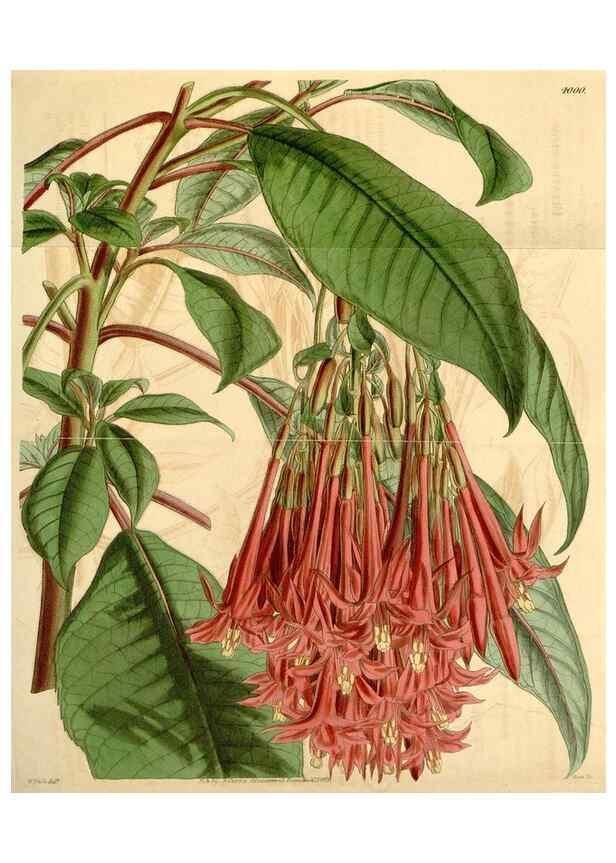 Reproducción/Reproduction 34406046714: Curtis's botanical magazine.. London ; New York [etc.] :Academic Press [etc.]