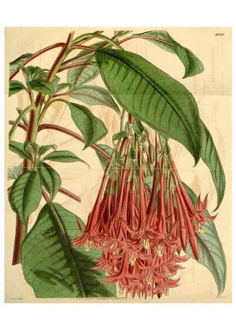 Reproducción/Reproduction 34406046714: Curtis's botanical magazine.. London ; New York [etc.] :Academic Press [etc.]