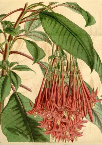 Reproducción/Reproduction 34406046714: Curtis's botanical magazine.. London ; New York [etc.] :Academic Press [etc.]