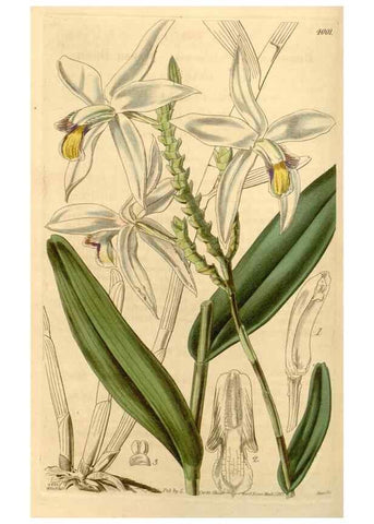 Reproducción/Reproduction 35249979885: Curtis's botanical magazine.. London ; New York [etc.] :Academic Press [etc.]