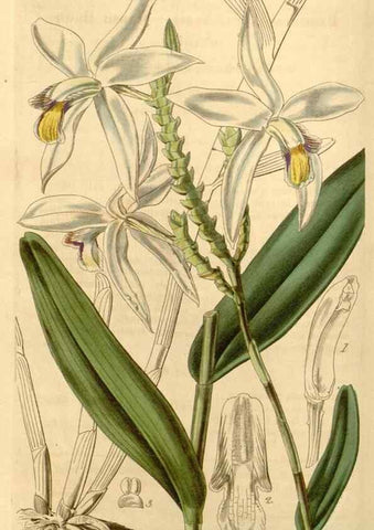 Reproducción/Reproduction 35249979885: Curtis's botanical magazine.. London ; New York [etc.] :Academic Press [etc.]
