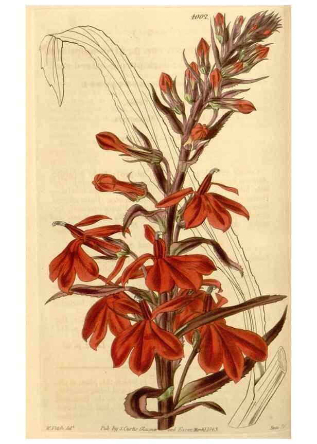 Reproducción/Reproduction 35249982585: Curtis's botanical magazine.. London ; New York [etc.] :Academic Press [etc.]