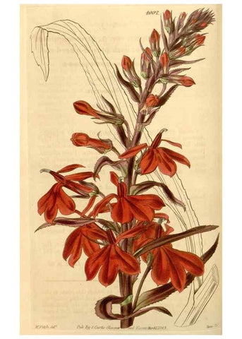 Reproducción/Reproduction 35249982585: Curtis's botanical magazine.. London ; New York [etc.] :Academic Press [etc.]