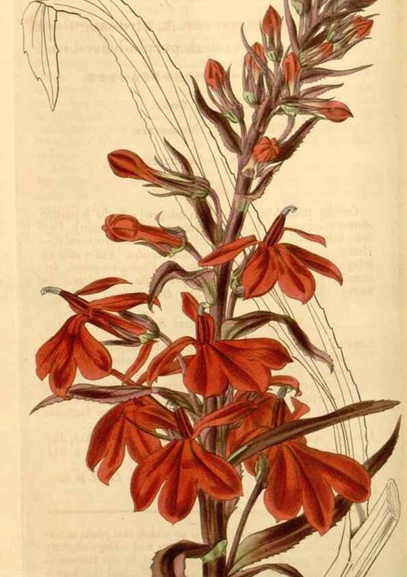 Reproducción/Reproduction 35249982585: Curtis's botanical magazine.. London ; New York [etc.] :Academic Press [etc.]