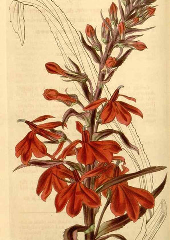 Reproducción/Reproduction 35249982585: Curtis's botanical magazine.. London ; New York [etc.] :Academic Press [etc.]