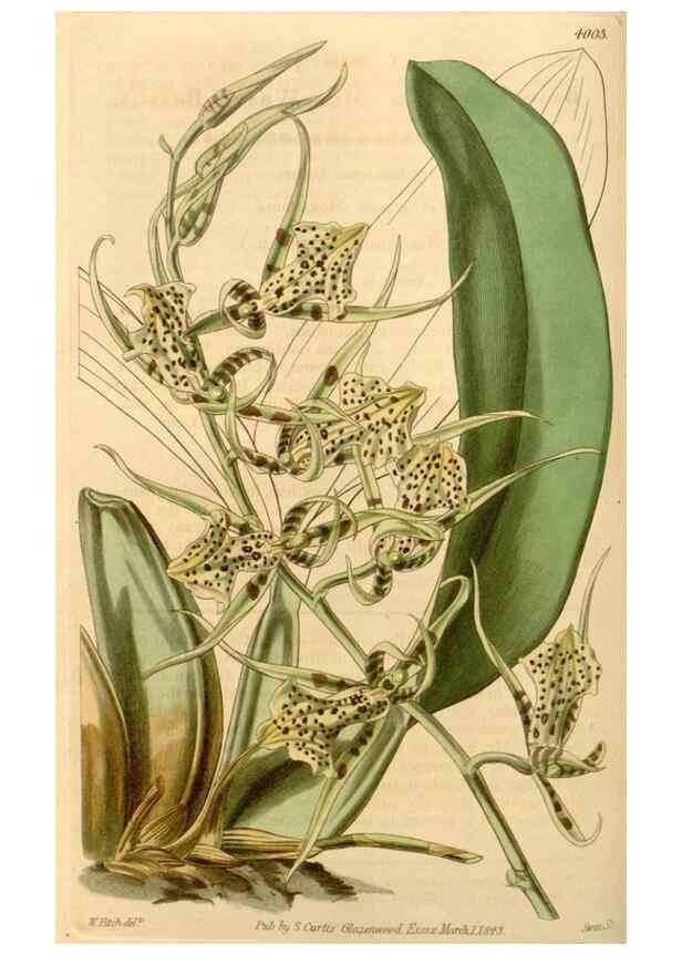 Reproducción/Reproduction 35249984695: Curtis's botanical magazine.. London ; New York [etc.] :Academic Press [etc.]