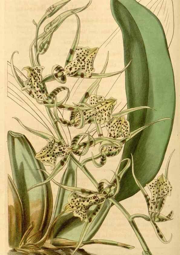 Reproducción/Reproduction 35249984695: Curtis's botanical magazine.. London ; New York [etc.] :Academic Press [etc.]