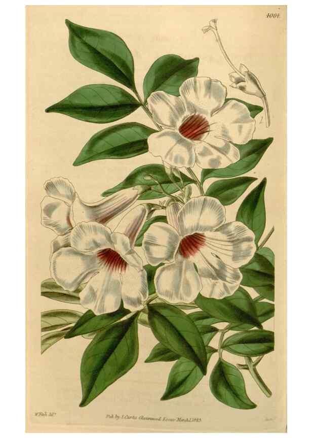 Reproducción/Reproduction 34406064414: Curtis's botanical magazine.. London ; New York [etc.] :Academic Press [etc.]