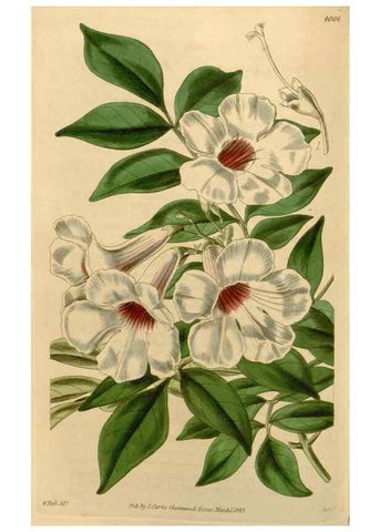 Reproducción/Reproduction 34406064414: Curtis's botanical magazine.. London ; New York [etc.] :Academic Press [etc.]