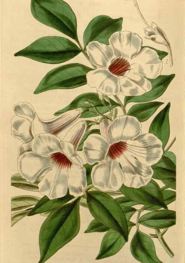 Reproducción/Reproduction 34406064414: Curtis's botanical magazine.. London ; New York [etc.] :Academic Press [etc.]