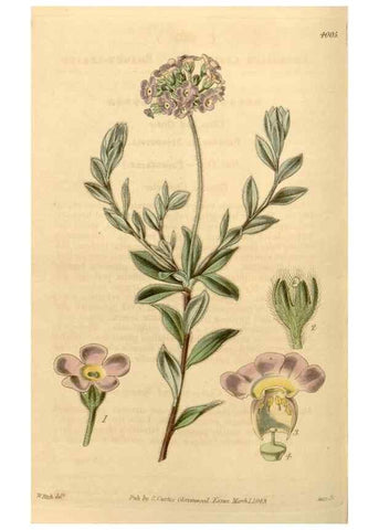 Reproducción/Reproduction 35084721222: Curtis's botanical magazine.. London ; New York [etc.] :Academic Press [etc.]